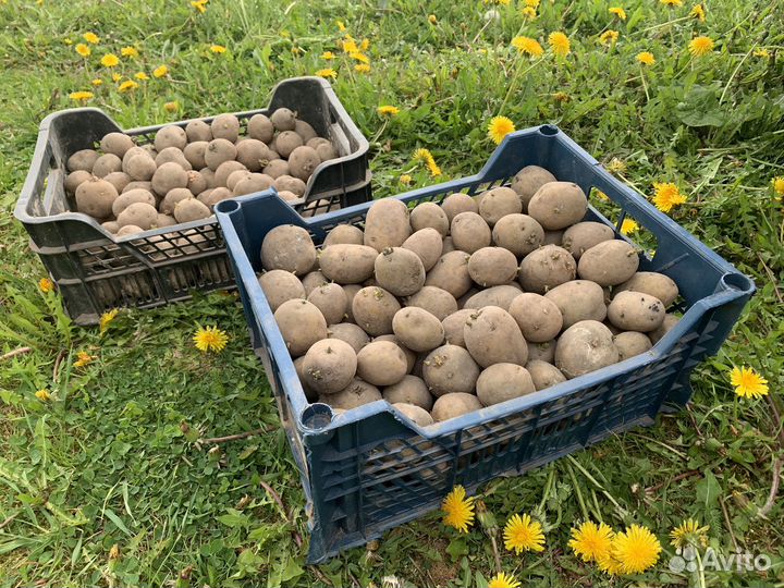 Картофель на семена