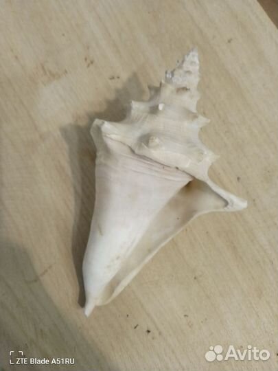 Морская ракушка