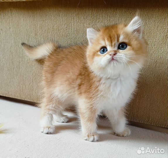 Британский котик