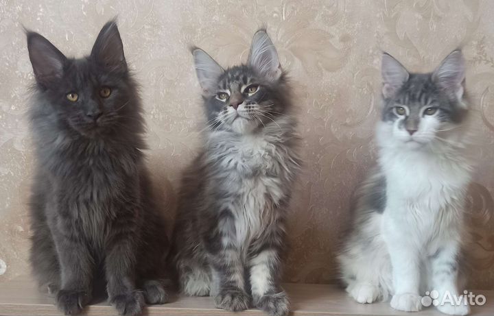 Котята мейн-кун в Тюмени