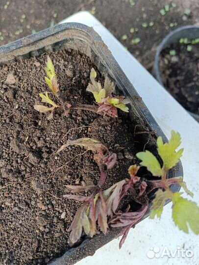 Саженцы виктории