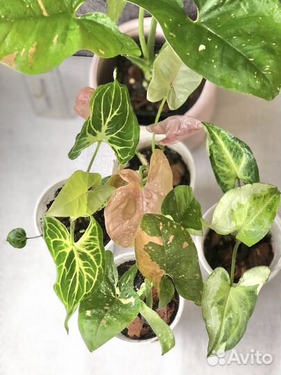 Сингониумы сортовые