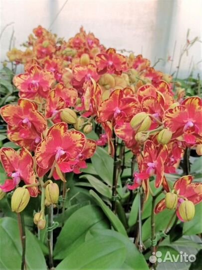 Орхидея фаленопсис Азия Европа нецветущие