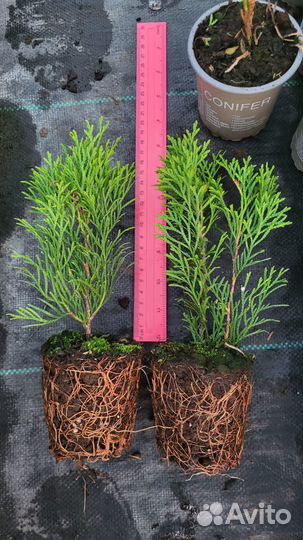 Туя западная Смарагд,Брабант Р9 Можжевельники