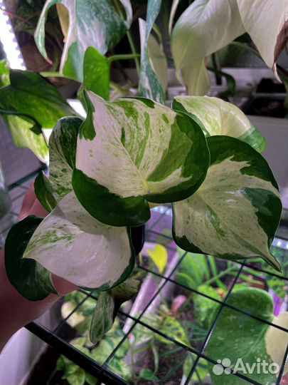 Эпипремнум хеппи лиф