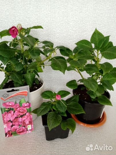 Бегония вечноцветущая, бальзамин, дихондра