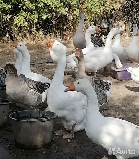 Инкубационное яйцо гусей