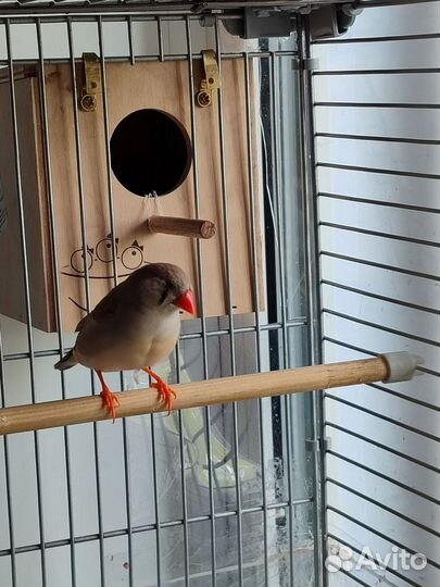 Зебровые амадины