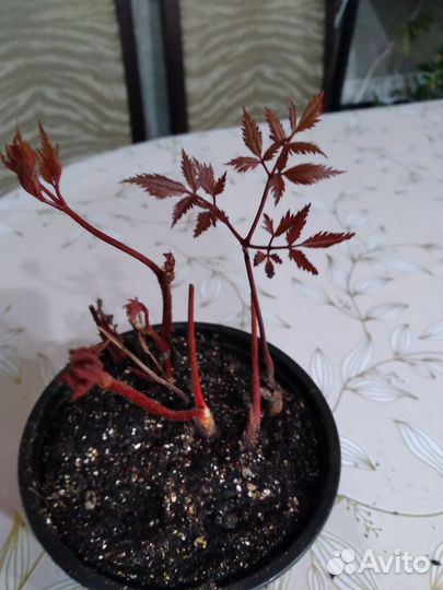 Ком. цветы плектрантус 4 сор. КРОТОН шефлера