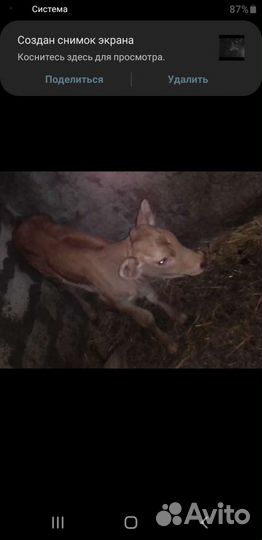 Телята телочки