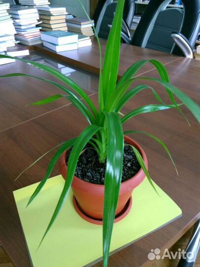 Цветы комнатные