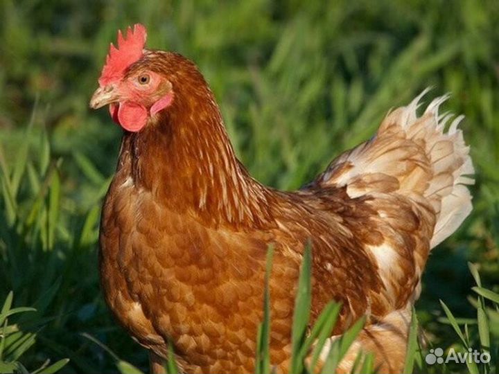 Куры несушки