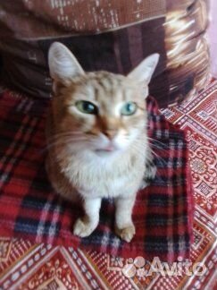 Котейковые хвостики