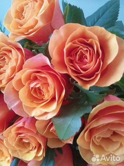 Цветы оптом/Розы оптом и в розницу