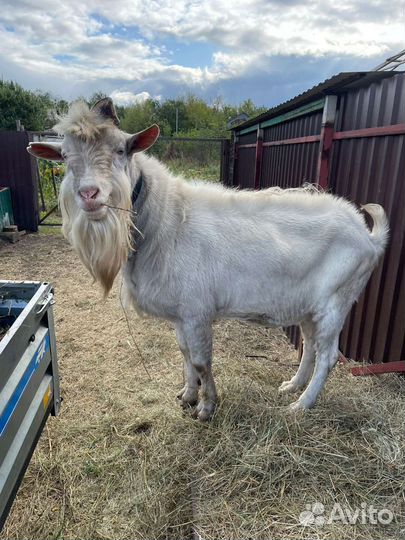 Козел зааненский