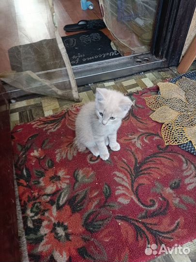 Кошка в дар