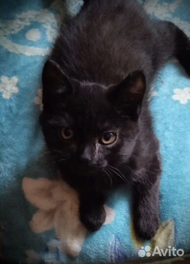 Отдам в добрые руки