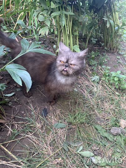 Персидские котята