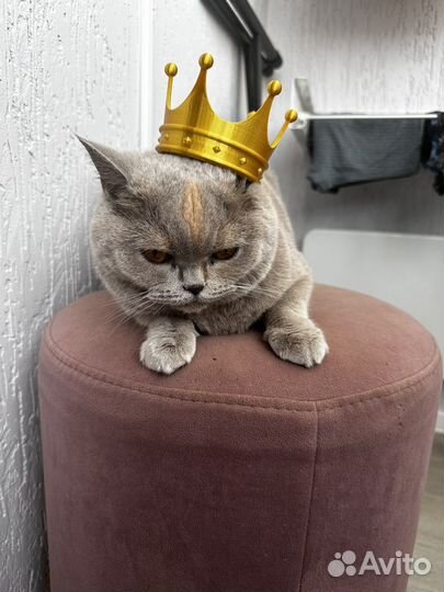 Корона для кота/собаки