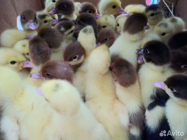 Продаю птицу