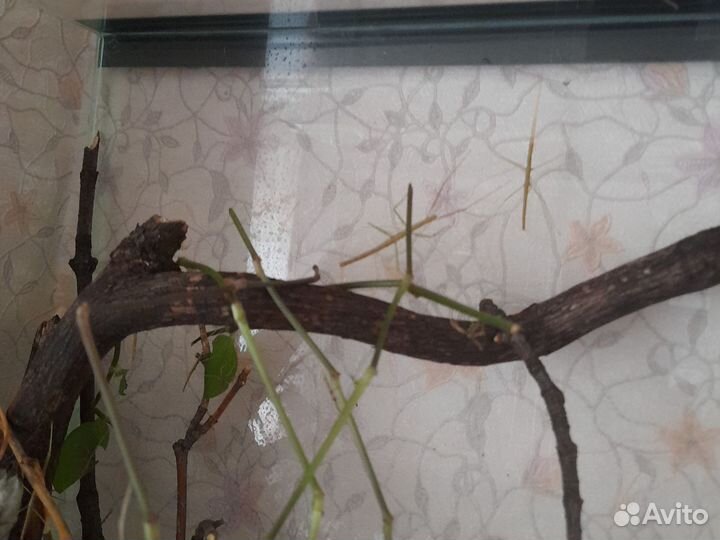 Аннамские палочники