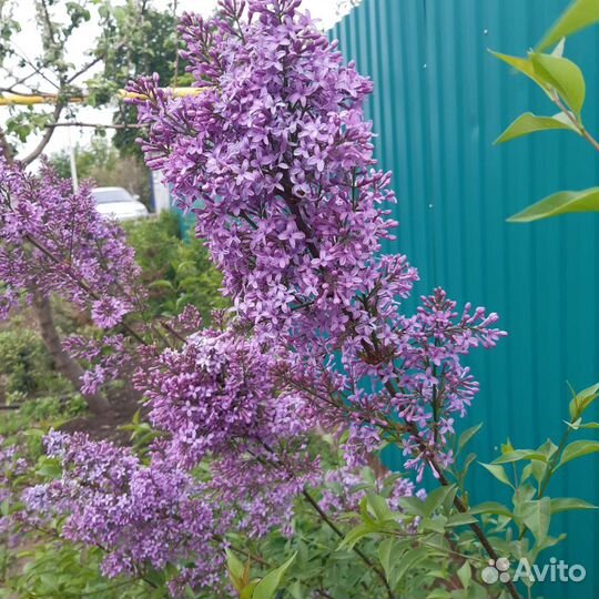 Саженцы декоративной яблони