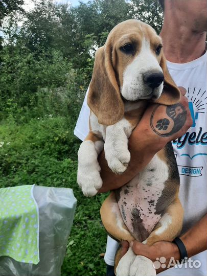 Щенки бигль