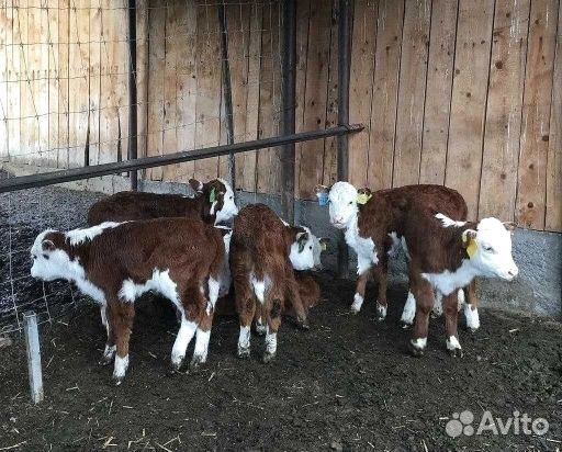 Телята бычки телки молодняк с доставкой