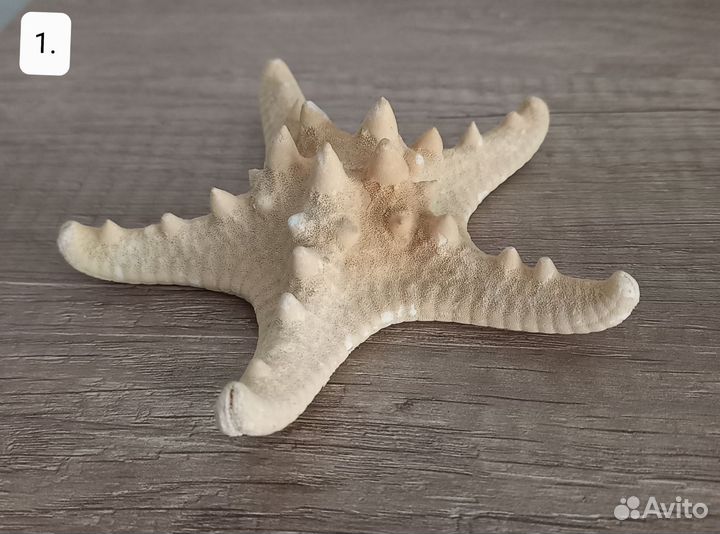 Морская звезда натуральная