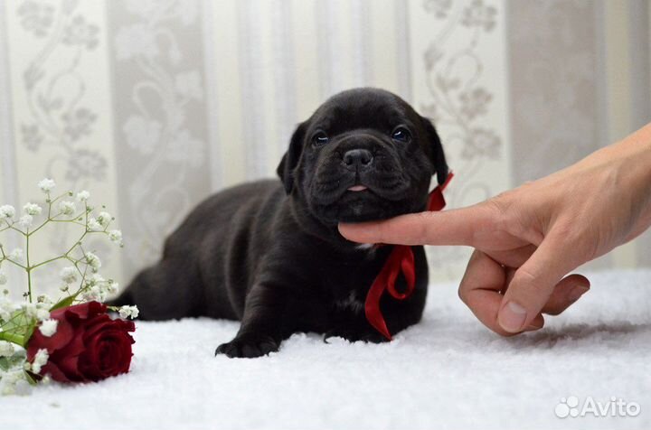 Щенки стаффордширского бультерьера Стаффи Фэмили