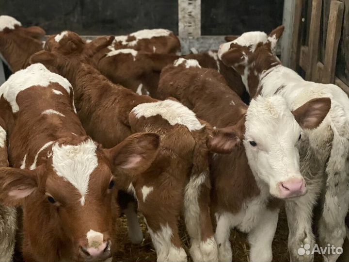 Здоровые телята бычки телки привезем бесплатно