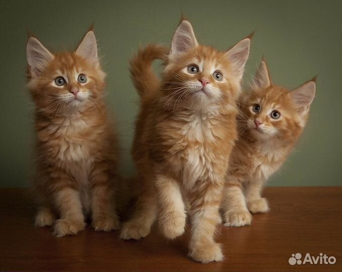 Котята мейн-кун