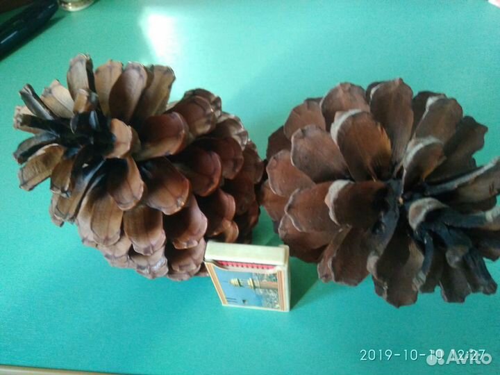 Шишки пальмы