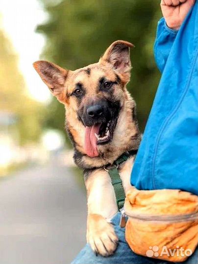 Щенок метис овчарки в добрые руки