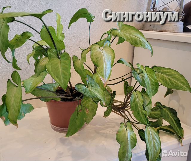 Продам цветы комнатные