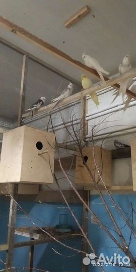 Попугай Корелла Попугаи Какарики Попугаи Неразлучн