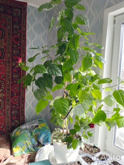 Сортовые гибискусы