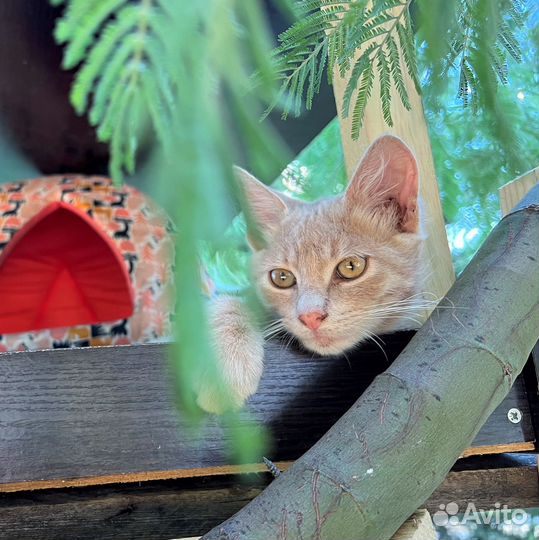 Котята в добрые руки мальчики