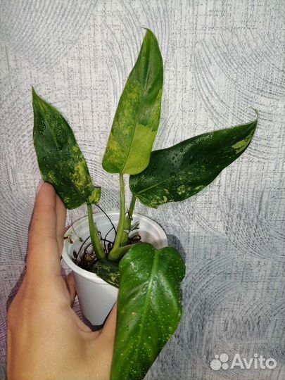 Филодендрон доместикум вариегатный