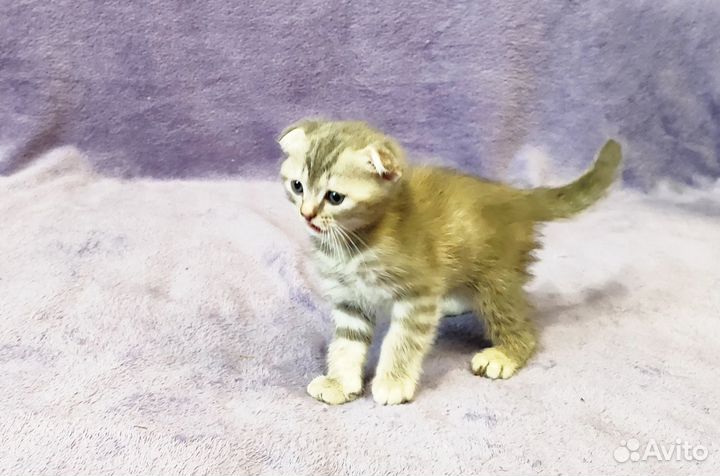 Чистокровные шотландские котята