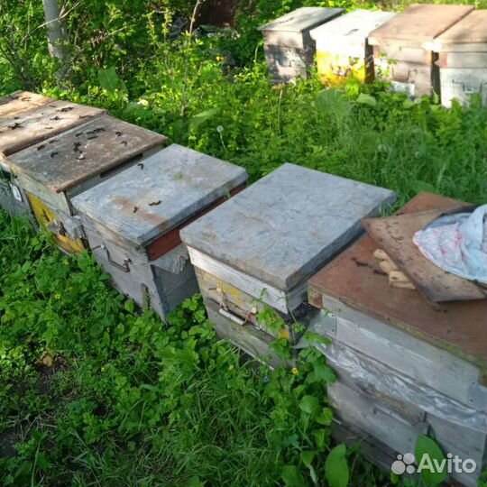 Пчелопакеты