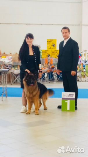 Немецкая овчарка д/ш вязка