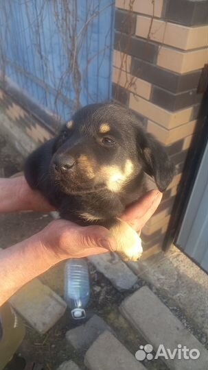 Щенок в добрые руки бесплатно маленькая порода