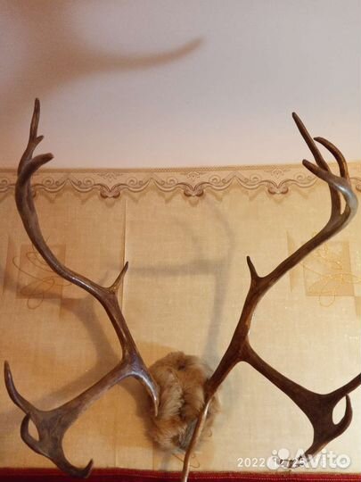 Рога оленя