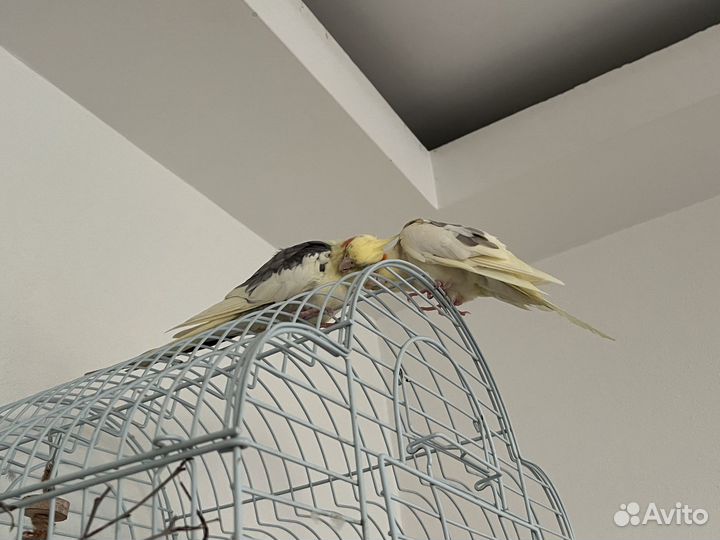 2 попугая Корелла