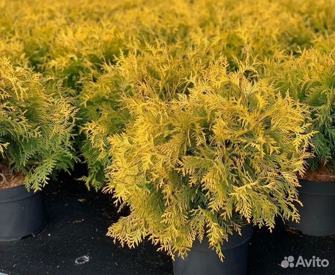 Туя Голден Глоб