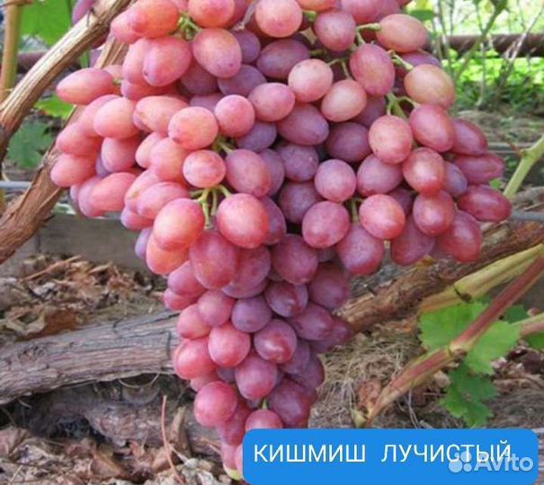 Саженцы винограда 2лет зкс Рошфор, Лучистый и др