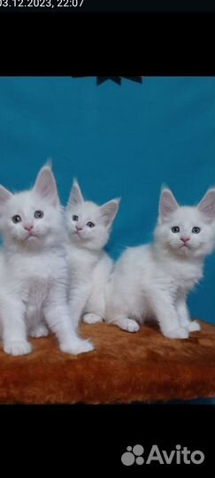 Котята мейн-кун