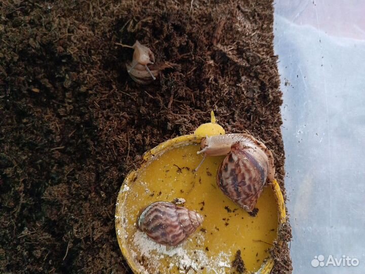 Улитки ахатины