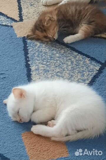 Котята